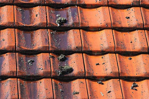 Roof Jet Washing in Bilborough 